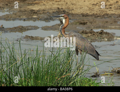 Héron goliath Ardea goliath - Banque D'Images