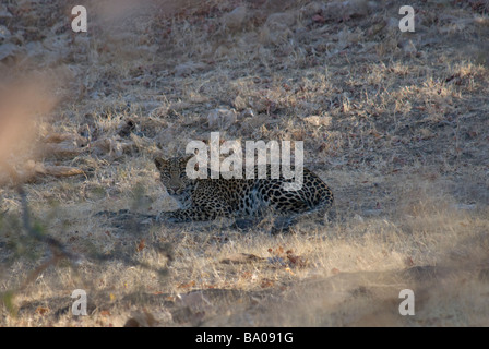 Léopard Panthera pardus fusca indien couché dans l'herbe sèche Banque D'Images
