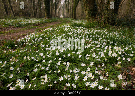 Belle masse de bois Anemone nemorosa Anémone des bois taillis dans au printemps Ashley Wood Nature Reserve Dorset Banque D'Images