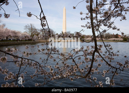 31 mars 2009 Washington D C Les Cerisiers en fleurs le long du bassin de marée juste à côté de la National Mall Banque D'Images