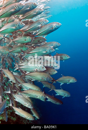 Une formation de caranges ou à Jackfish Point Barracuda Reef dans la mer de Célèbes, près de l'île de Sipadan, Sabah, Malaisie. Banque D'Images