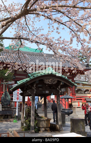 En vertu d'un des sanctuaires japonais cherry blossom tree Banque D'Images