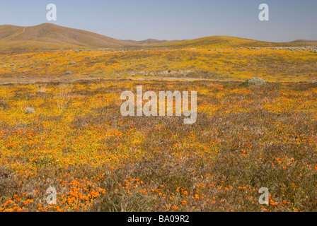 Antelope Valley California Poppy Réserver Banque D'Images