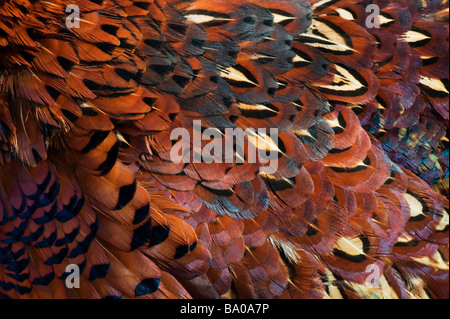 Phasianus colchicus. Motif de plumes de faisan Banque D'Images