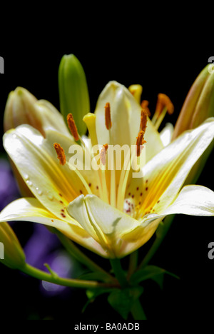 Détail de l'étamine et les pistils d'une fleur de lys Banque D'Images