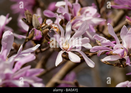 Magnolia x Loebneri Leonard Messel, Banque D'Images