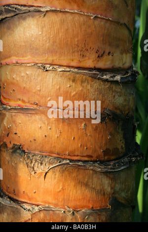 Tronc d'arbre du voyageur ou de Palm, Ravenala madagascariensis, Strelitziaceae, Madagascar Banque D'Images