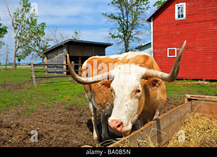 Bull pâturage sur le foin dans un enclos à côté de la grange de ferme au Mennonite Heritage Village, Steinbach, Manitoba, Canada. Banque D'Images