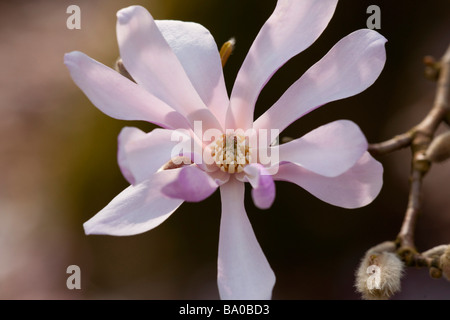 Magnolia x Loebneri Leonard Messel, Banque D'Images