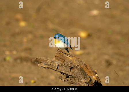 Tickell's Blue Flycatcher Lacedo tickelliae assis sur une souche Banque D'Images