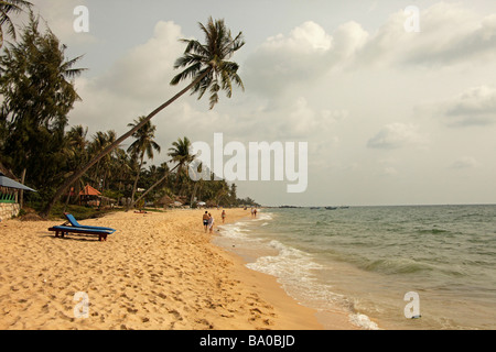 Palmiers à Long Beach sur l'île de Phu Quoc Vietnam Banque D'Images