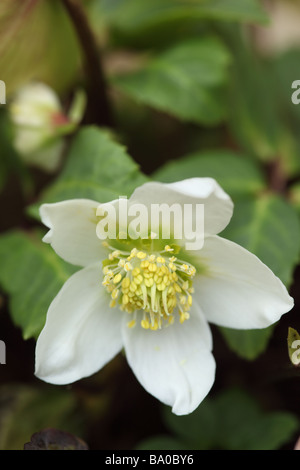 Gros plan d'un blanc A Helleborus niger fleuri dans un jardin anglais, Royaume-Uni Banque D'Images