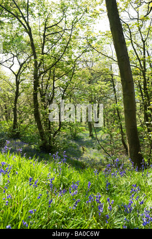 Bluebell Woods près de Holmfirth, Huddersfield, West Yorkshire, England, United Kingdom Banque D'Images