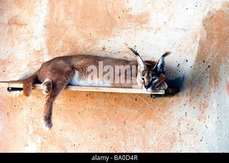 Caracal (Caracal caracal) Aussi appelé Lynx lynx d'Afrique ou persan dans une cage Banque D'Images