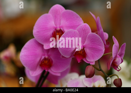 Fleur de la phalaenopsis ou Orchidée Papillon Bleu famille Orchidaceae Fleurs en macro ou close up affichant des structure de fleurs Banque D'Images