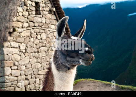Pérou MACHU PICCHU Close up portrait d'un lama debout à côté de la Cabane de gardien au Machu Picchu Banque D'Images