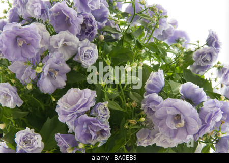 Close-up/macro de la minuscule fleurs Campanule Double Banque D'Images