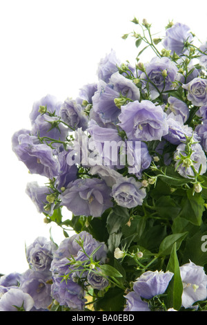 Close-up/macro de la minuscule fleurs Campanule Double Banque D'Images