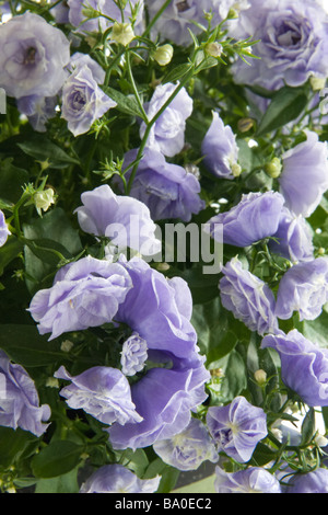 Close-up/macro de la minuscule fleurs Campanule Double Banque D'Images