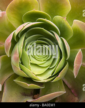 Aeonium palmense originaire de succulentes La Palma Canaries Espagne Banque D'Images