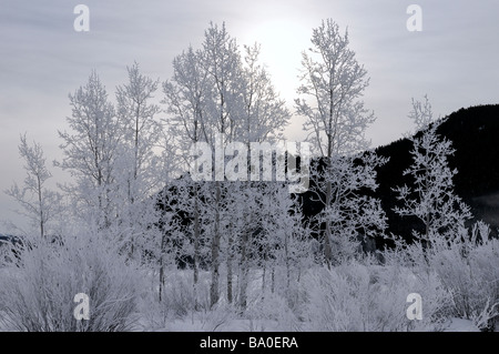 Les arbres couverts de givre en contre-jour sur un matin froid à Oxbow Bend sur la rivière Snake contre signal mountain, au Wyoming, USA Banque D'Images