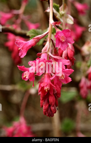 Groseille rouge, fleur cramoisie, illustré dans la famille Grossulariaceae détail macro fermer Banque D'Images