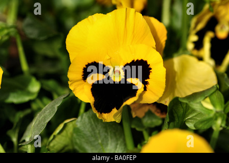 Fleur de Pansy Violaaceae FamilyYellow Brown fleurissent en macro ou close up montrant en détail la structure et la forme de fleurs Banque D'Images