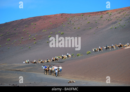 Promenades en chameau, le Parc National de Timanfaya, Lanzarote, îles Canaries, Espagne Banque D'Images
