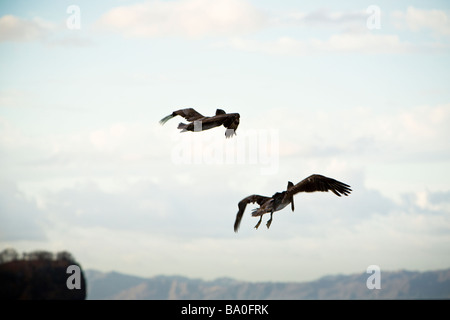 Paire de Le Pélican brun (Pelecanus occidentalis) la chasse les poissons de l'air à Playa del Coco, Costa Rica. Banque D'Images