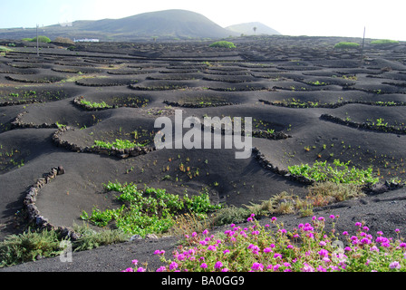 Les vignes de plus en plus sol volcanique, vallée de la Geria, Lanzarote, îles Canaries, Espagne Banque D'Images