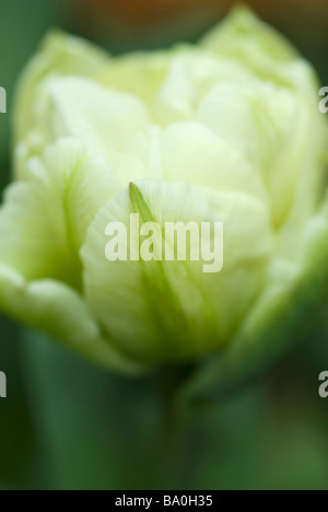 CLOSE UP DE TULIPA VÉRONE CRÈME DÉTAIL DOUBLE NAIN DÉBUT TULIP Banque D'Images