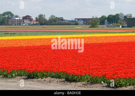 Rouge ORANGE ET JAUNE les champs de tulipes en Hollande Banque D'Images