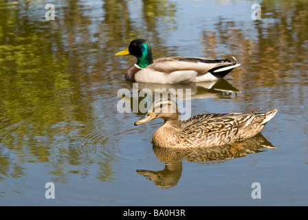 ANAS platyrhynchos Canard colvert mâle et femelle Banque D'Images