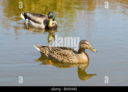 ANAS platyrhynchos Canard colvert mâle et femelle Banque D'Images