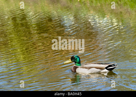 ANAS platyrhynchos Canard colvert mâle Banque D'Images