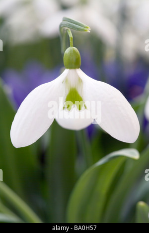 Galanthus 'Gerard Parker' Banque D'Images