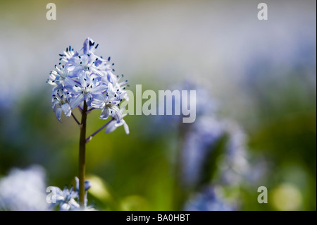 Scilla bithynica. Jacinthe Star fleur dans la campagne anglaise. Evenley Evenley jardins, bois, Northamptonshire, Angleterre Banque D'Images