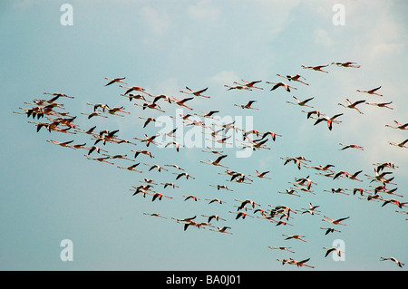 Flamants Roses en koothankulam Thirunelvelli au vol, District, Tamil Nadu Banque D'Images