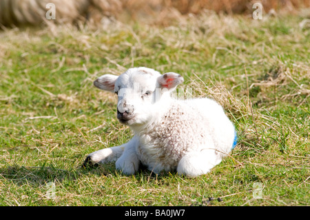 Un Blackfaced lamb sur la côte ouest de l'Écosse à Fléron Ross-shire en Écosse Royaume-uni 2273 SCO Banque D'Images