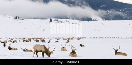 Troupeau de wapitis l'hiver à la National Elk Refuge dans le Wyoming avec Miller butte et de nuages bas à la montagne de la table Banque D'Images