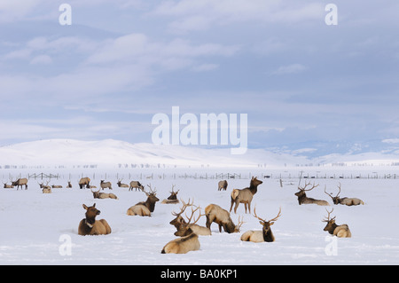 Troupeau de wapitis l'hiver à la National Elk Refuge à Jackson Hole Wyoming Banque D'Images