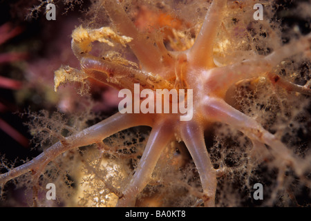 Concombre de mer orange (Cucumaria miniata) tentacules se nourrir dans la Californie Channel Islands, USA. Banque D'Images