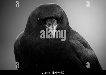 Raven portrait en noir et blanc, Point Lobos State Reserve, California, USA Banque D'Images