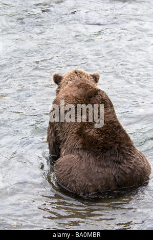 Vue arrière d'un ours brun, Ursus arctos horriblis, Brooks River, Katmai National Park, Alaska, USA Banque D'Images