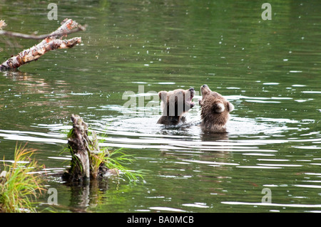 Les oursons Grizzlis, Ursus arctos horriblis, jouant dans la Brooks River, Katmai National Park, Alaska, USA Banque D'Images