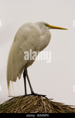 Aigrette neigeuse reposant sur la feuille de palmier Hut Banque D'Images