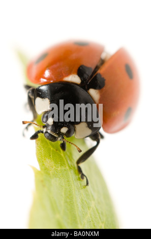 Septième place ladybird ladybug Coccinella punctata 7 ou Banque D'Images