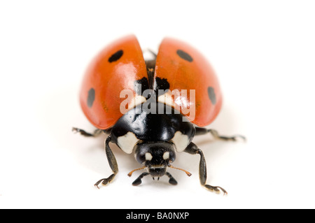 Septième place ladybird ladybug Coccinella punctata 7 ou Banque D'Images