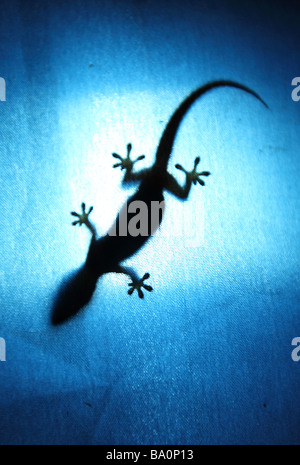 Un petit gecko sur un pavillon bleu en Malaisie, Bornéo NP Mulu Banque D'Images