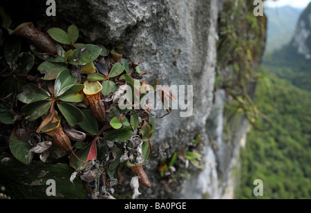 Très rare Sarracénie accrochés à la falaise de Gunung Mulu National Park en Benarat Banque D'Images